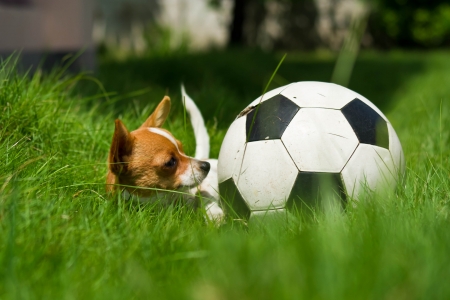 Small puppy with ball in the field at homeの写真素材