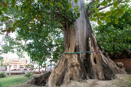 Old big tree in Wat Phra That Lampang Luang.の写真素材