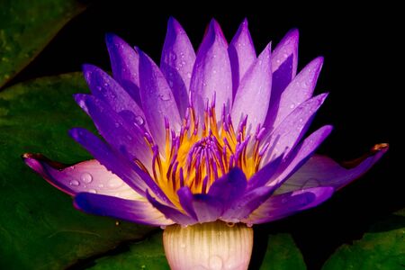 Purple lotus in the bloom ,isolted ,backgroundの写真素材