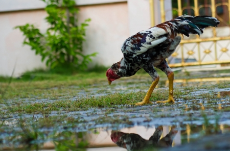 Cock  pecking  the food on the floor の写真素材