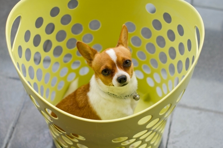 chihuahua in tne basket is lookingの写真素材