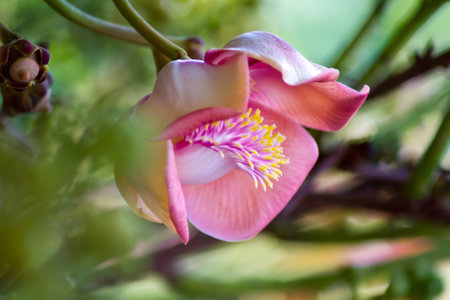 Close up Shorea robusta flower,Plants in India の写真素材