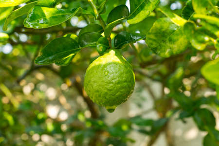 bergamot fruit on the tree with water drop