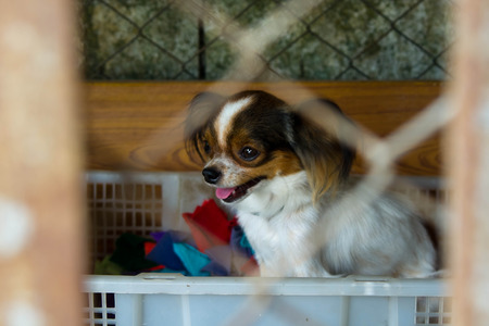 Chihuahua in a cage alone seems sick.の写真素材