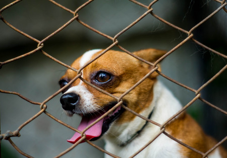Closed up Chihuahua in a cage with fear.