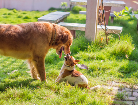 The second dog was bitten on the lawn.Chihuahua and  Golden Retrieverの写真素材