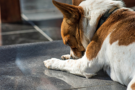 Closed up Chihuahua lying on the floor,Restingの写真素材