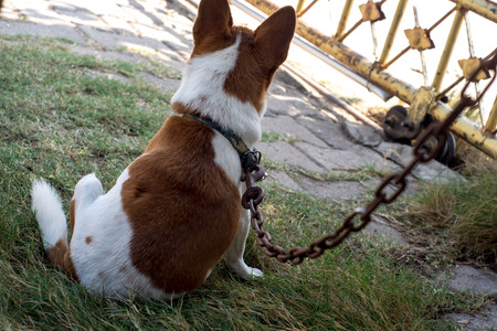Rusty chains with Chihuahua Sitting on the floor tied togetherの写真素材