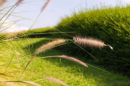 Closed up grass flower , backgroung and texture