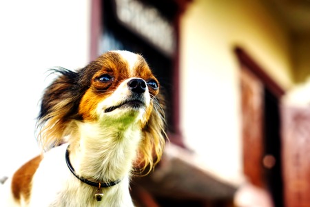 Closed up Chihuahua lying on the floor,Lookingの写真素材