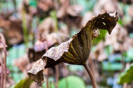 Closed up dried lotus leaf in reservoir ,backgroundの写真素材