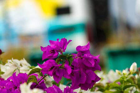 Closed up bougainvillea is colorful off purple ,