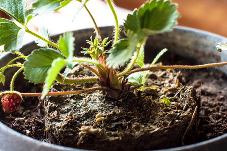 Closed up Strawberry's first tree planting in pots.の写真素材