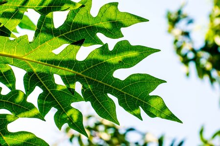 Papaya leaf pattern ,green,yellow,Closed upの写真素材