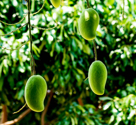 Green mango sticks to the branches on the tree.の写真素材