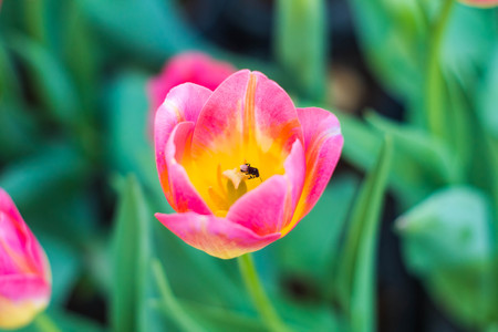 pink tulips and blooming flowers growing in field and beeの写真素材