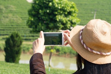 Using a cell phone, taking pictures of a tea plantationの写真素材