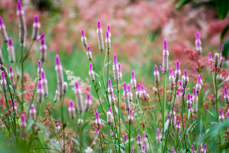Pink flower is blooming in garden for background
