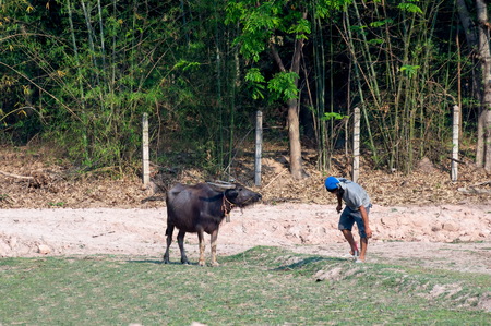 A black buffalo in rural Thailand with a farmer tying a rope with a wooden stick on the floor.の写真素材