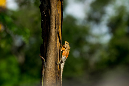 closed up thai iguana stick on dry wood ,copy space