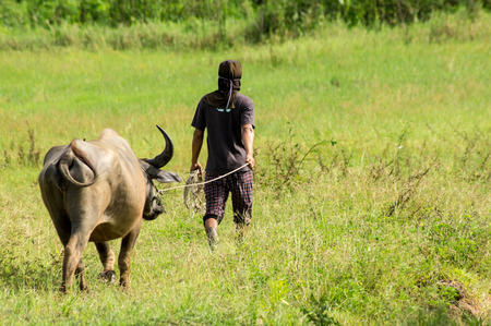 He is leading the buffalo. The buffalo in the countryside, asian buffalo, thai buffaloの写真素材
