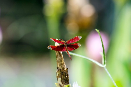 Red dragonfly on the end of dry branches, blackground and copy spaceの写真素材
