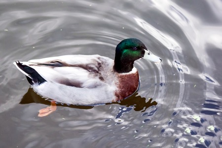 Ducks are swimming in the pond.duck green headの写真素材