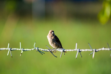 Bird sitting alone on a barbed wire fenceの写真素材
