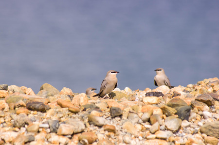 Two small Pratincole The birds stand  on the rocks.copy spaceの写真素材