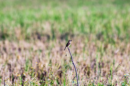 Birds on branches in nature ,background,coppy space