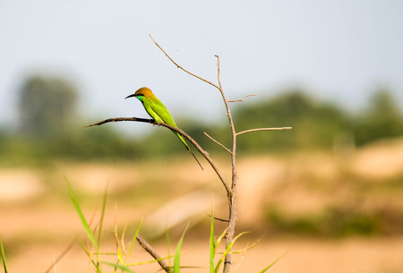 Green Bee-eater ,Beautiful bird on branch copy spaceの写真素材