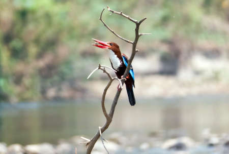 White-throated Kingfisher with meals in the lips for its chick,  on dry branchの写真素材