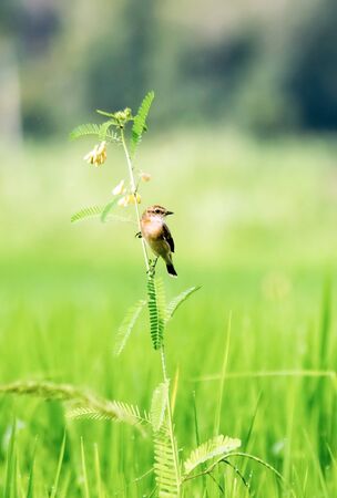Small bird stick on the branches and green backgroundの写真素材