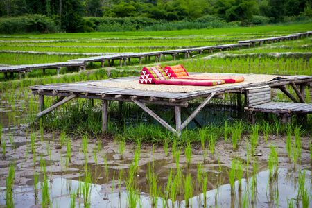 Relaxing corner in the rice fields,nature relaxation