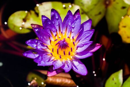 lotus or waterlilly flower in the pond,  blooming With water droplets and bokehの写真素材