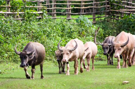 Thai buffalo stained in the green grass  in the countryside thailandの写真素材