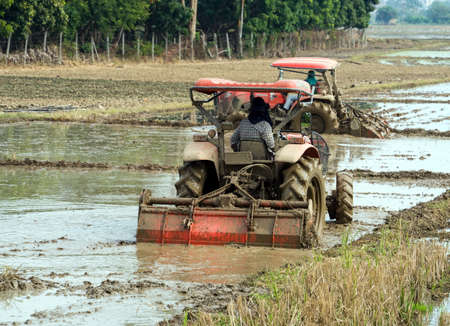 Selective focus close-up top-view shot on Golden barrel cactusの写真素材