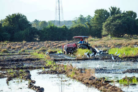 Tractor working in a rice field with a lot of birds aroundの写真素材