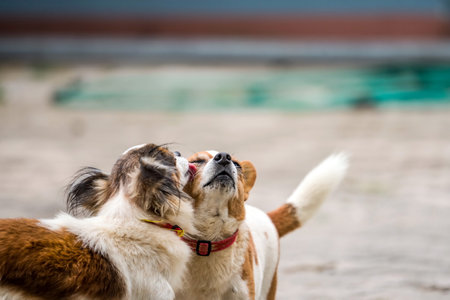 Male and female chihuahua playing cute