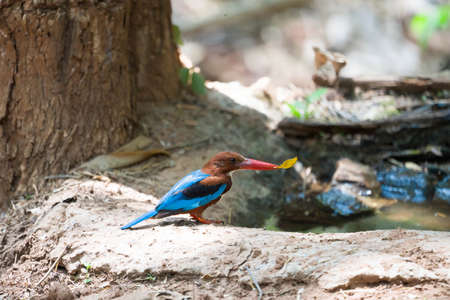 Beautiful of Chestnut-winged Cuckoo (Clamator coromandus), standing and drinking water on rock , in nature of Thailandの写真素材