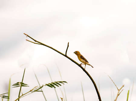 Asian openbill on nature background. Wild Animals.の写真素材