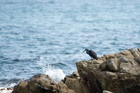 Ripe sweet figs. Healthy mediterranean fig fruit.の写真素材