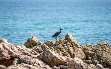 Ripe sweet figs. Healthy mediterranean fig fruit.の写真素材