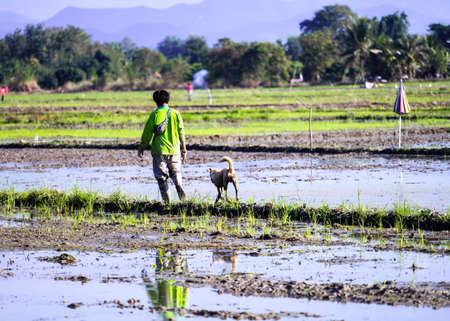 man and dog walking on the paddy fieldの写真素材