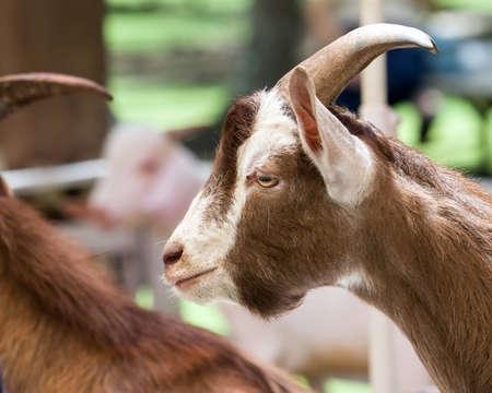 Goat. Portrait of a goat on a farm, closeup face