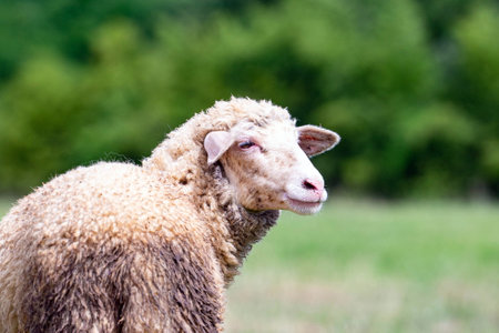 Sheep looking at the camera, green backgroundの写真素材