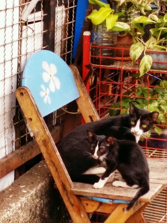 Cats Family on wooden Chairの素材