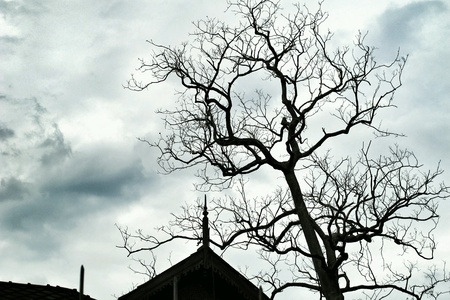 Dark blue sky with trees without leavesの素材