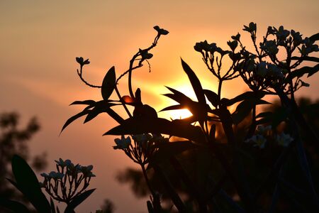 Morning black silhouette flower in the sun riseの写真素材
