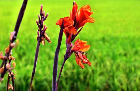 Orange flowers with the green fieldの写真素材